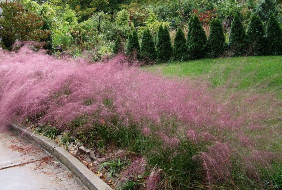 Трава Мюленбергия волосовидная