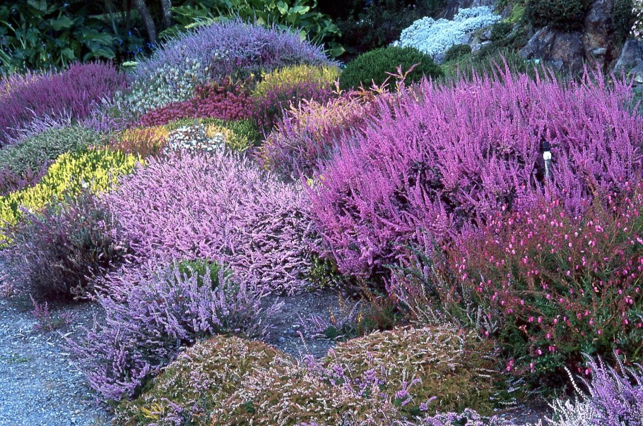 Вереск Куртина