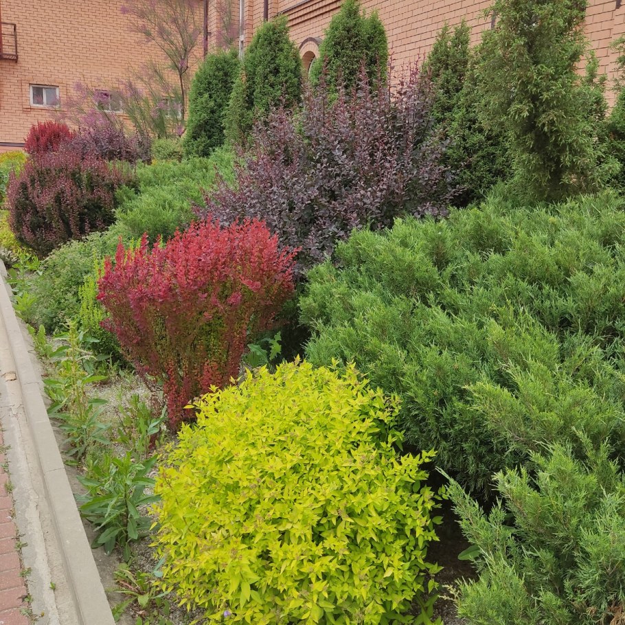 Барбарис Тунберга оранж рокет