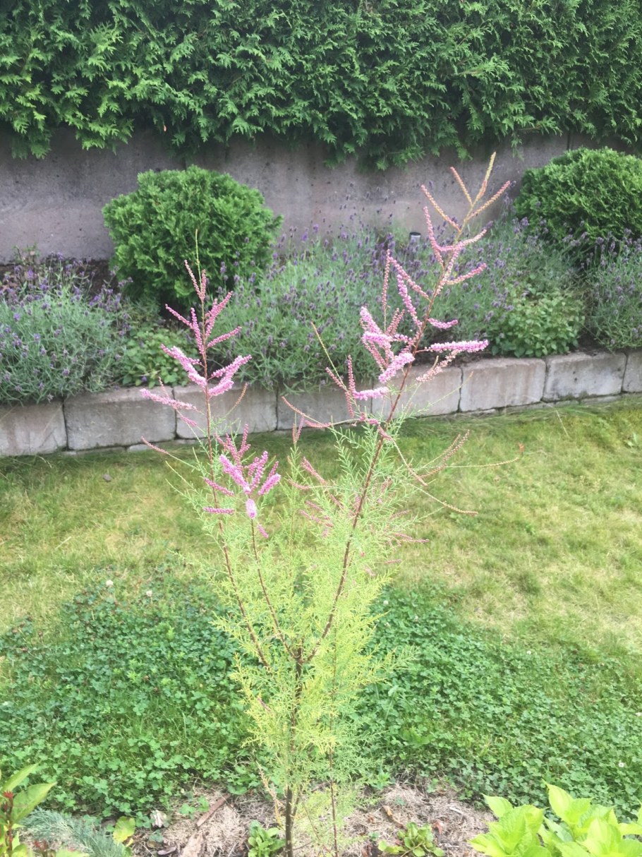 Тамарикс штамбовый