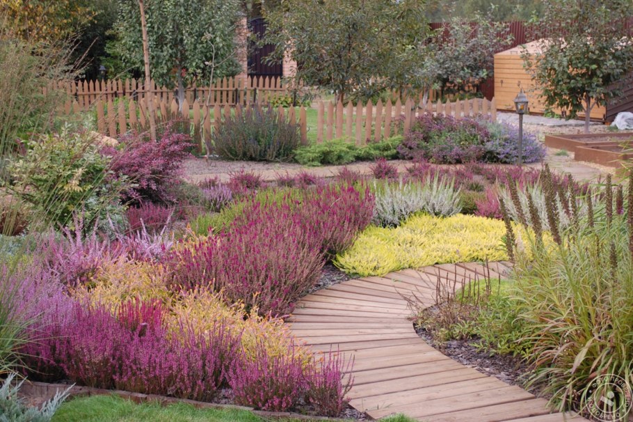 Вереск Beoley Gold