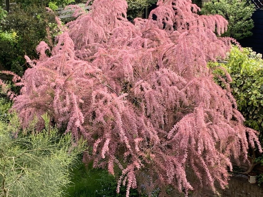 Тамарикс четырехтычинковый