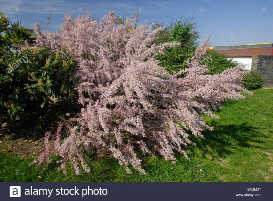 Тамарикс бисерник