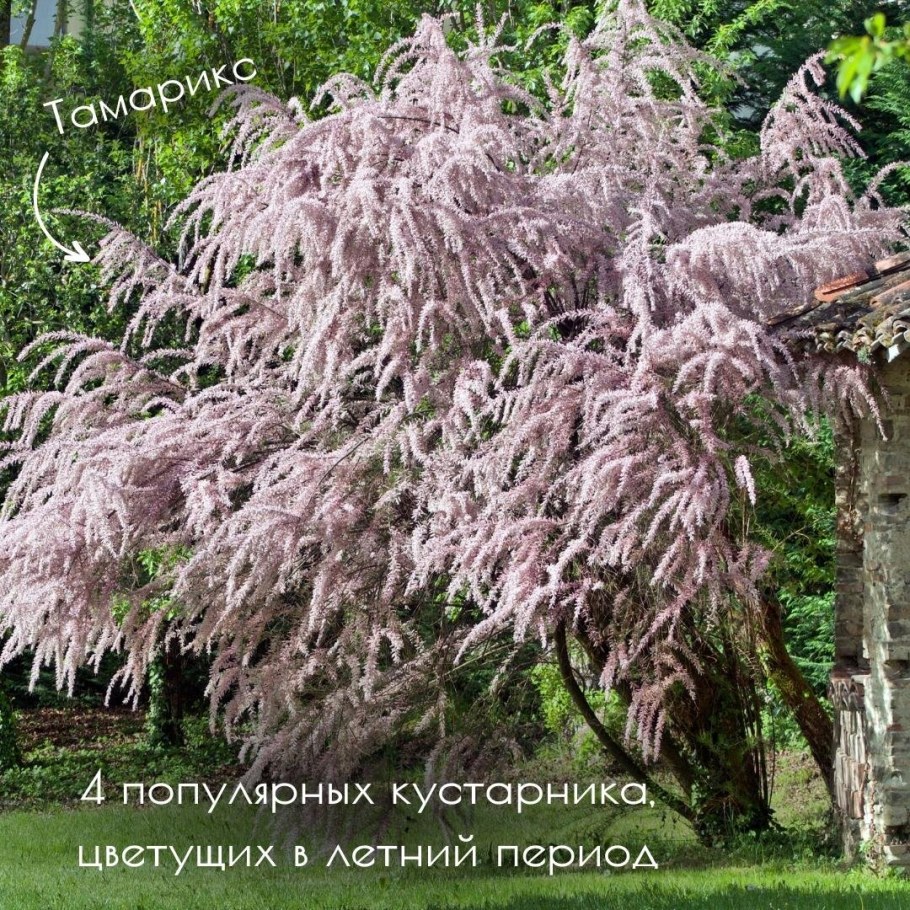 Тамарикс четырёхтычинковый