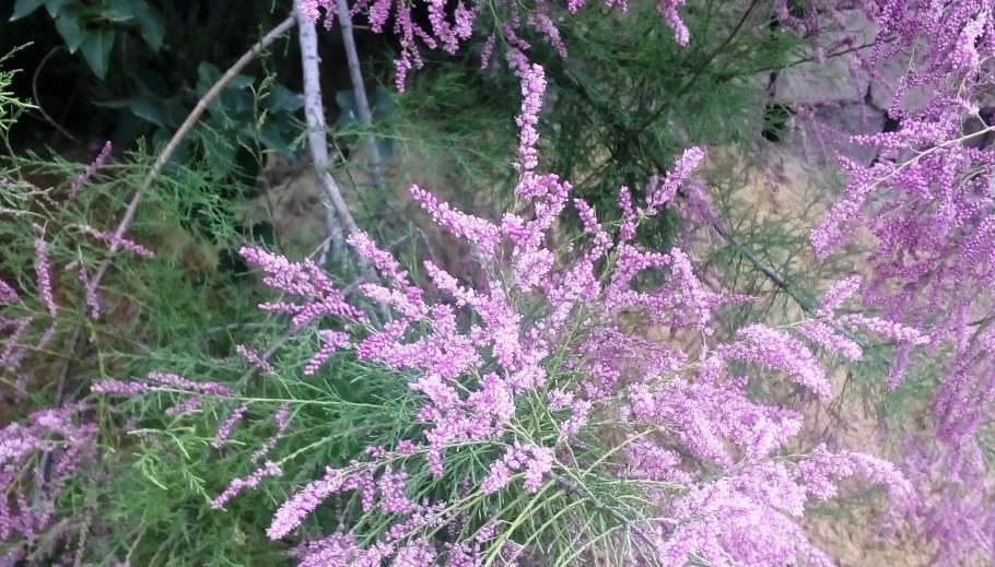 Tamarix parviflora