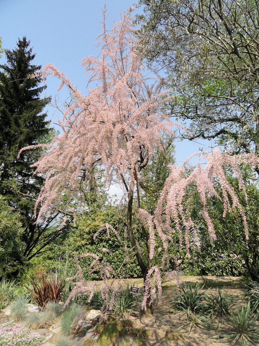 Тамарикс бисерник