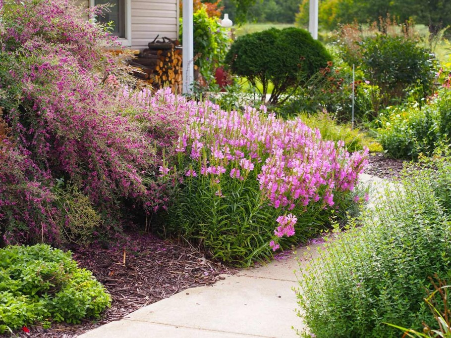 Физостегия виргинская Вариегата