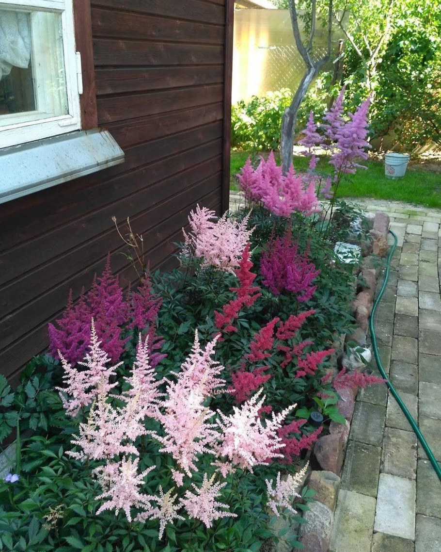 Астильба и Хоста