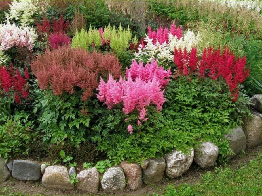 Астильба Живая изгородь