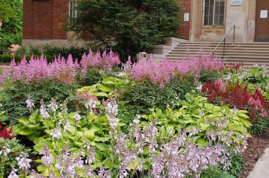 Клумба Хоста астильба спирея