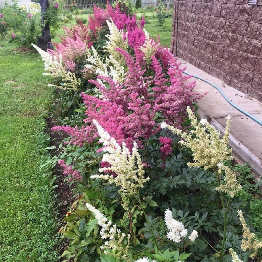 Астильба и шалфей