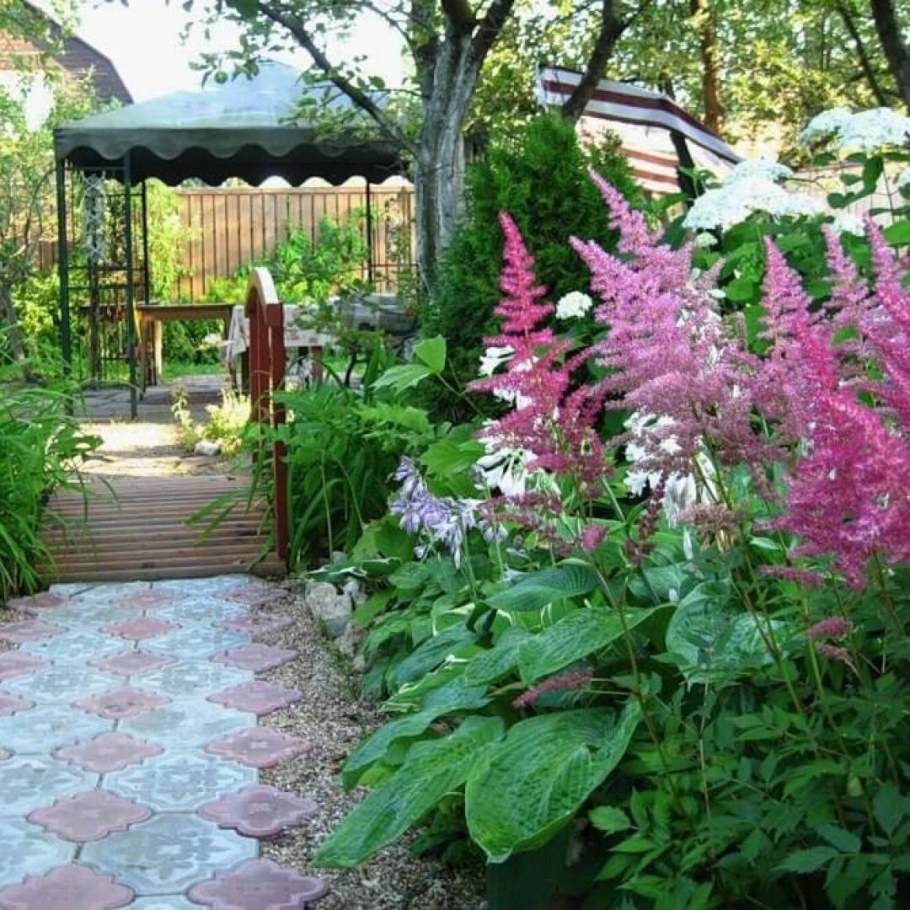 Хоста и астильба в ландшафтном