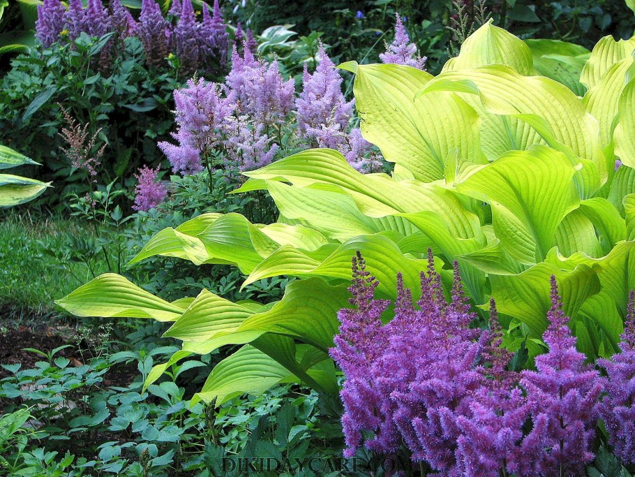 Хоста папоротник астильба
