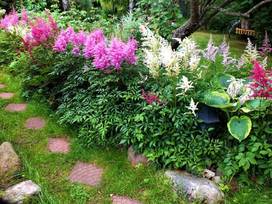 Клумба Волжанка астильба Хоста