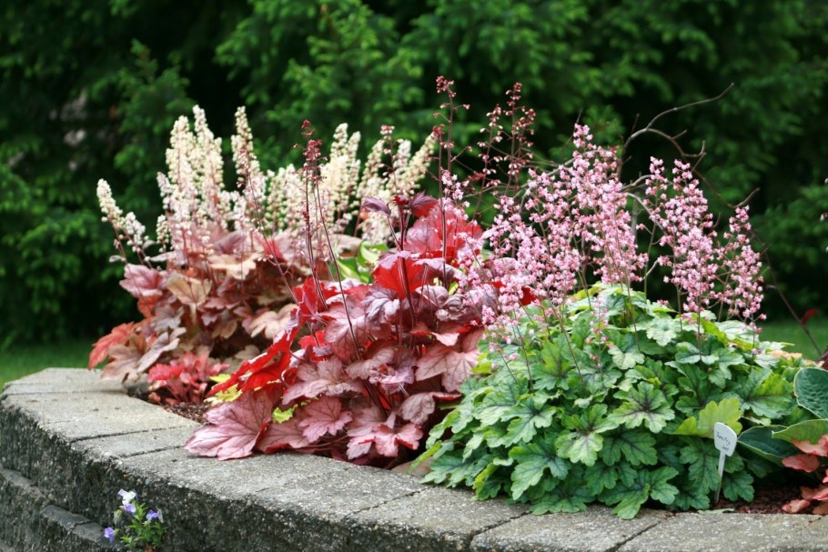 Гейхера (Heuchera)