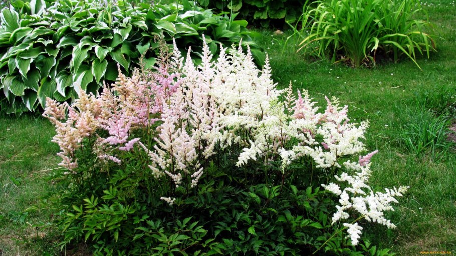 Астильба Арендса Америка