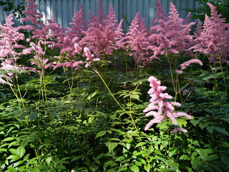 Астильба Арендса Спартан