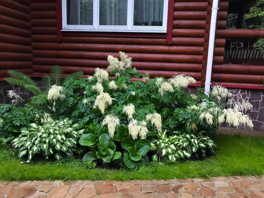 Роджерсия в миксбордере