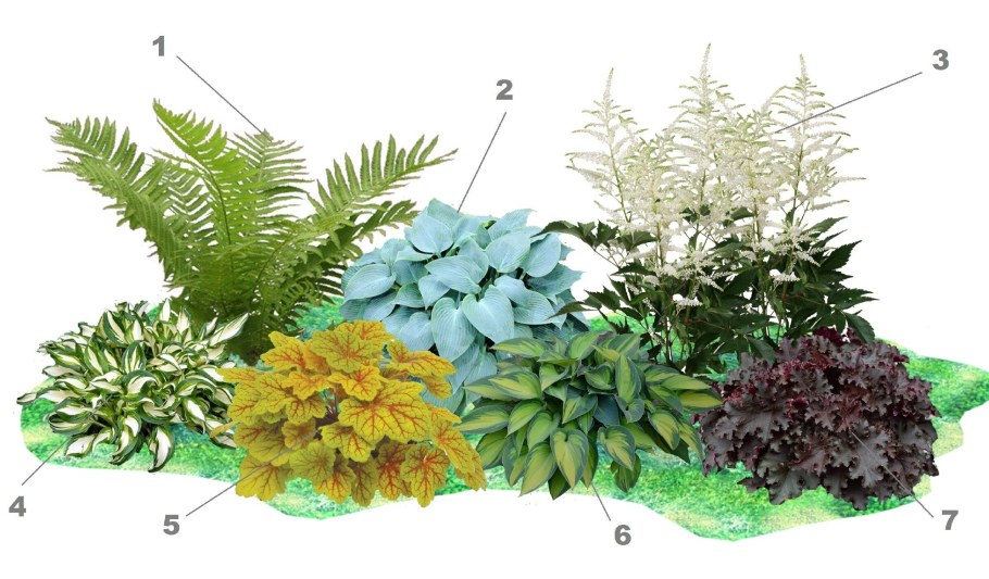 Хоста папоротник астильба