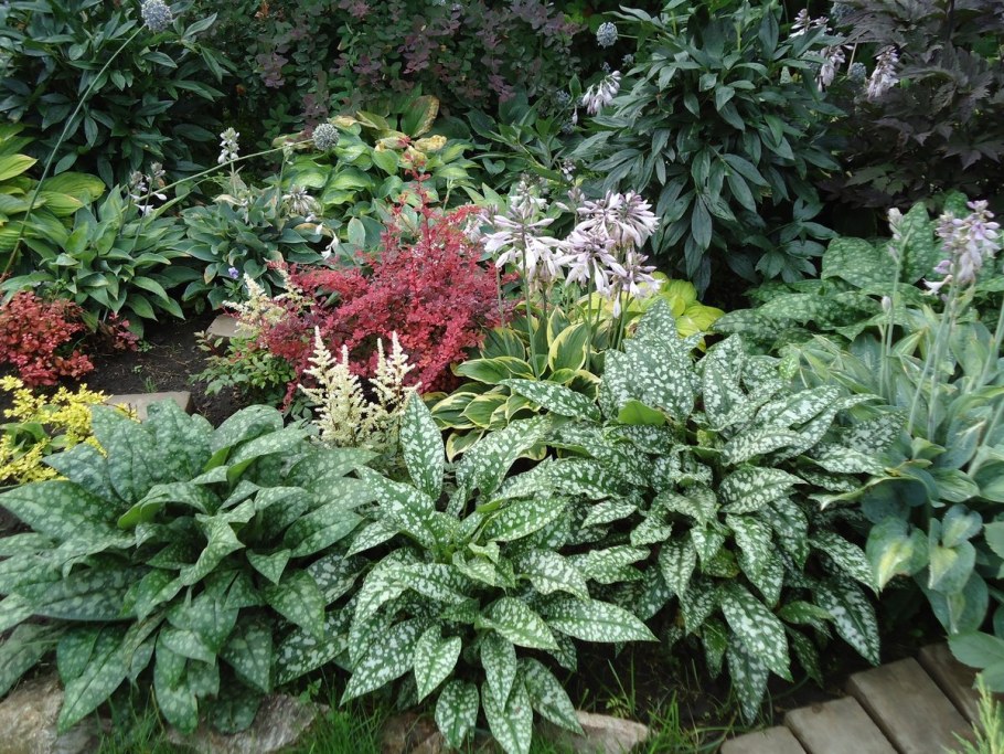 Астильба Хоста папоротник в клумбе