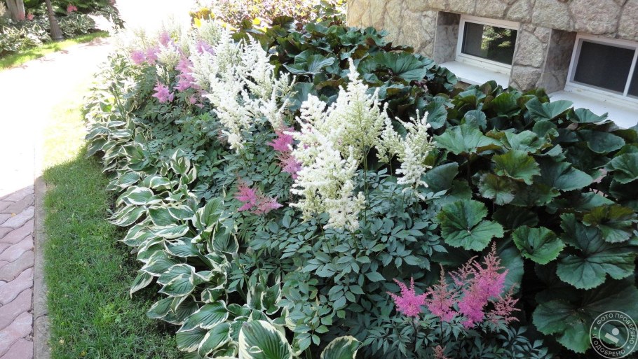Астильба Хоста миксбордер