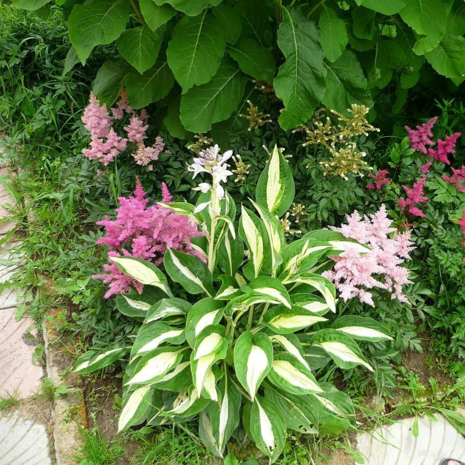Гортензия астильба Хоста
