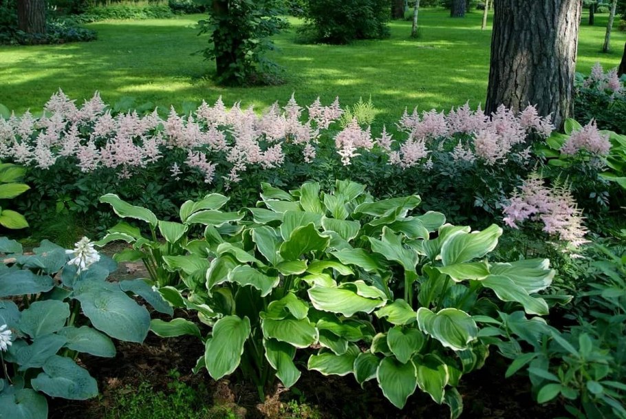 Хоста папоротник астильба