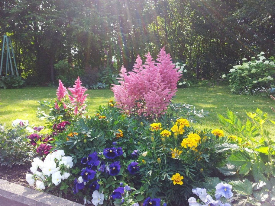 Клумба Хоста и астильба