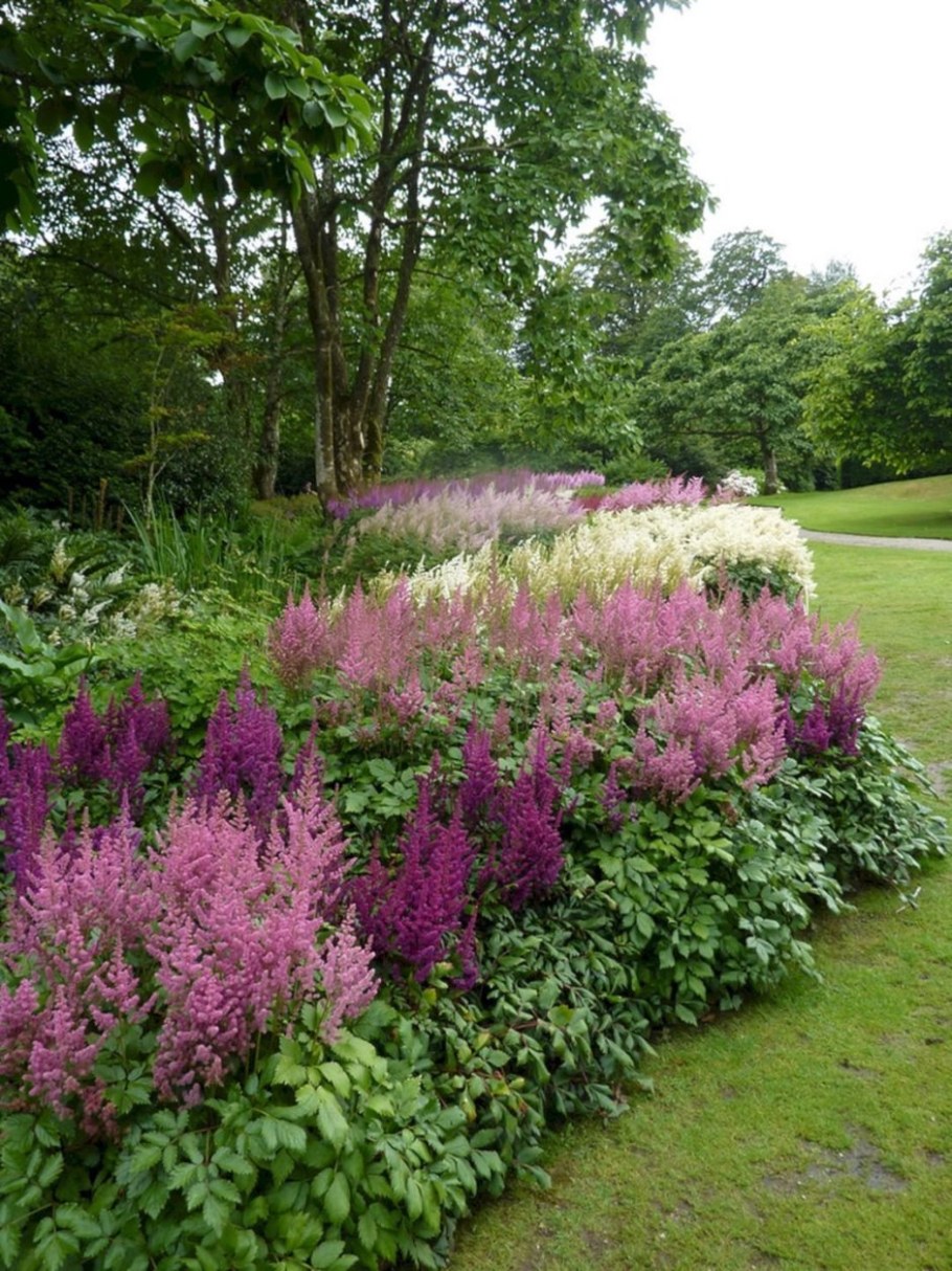 Астильба в миксбордере