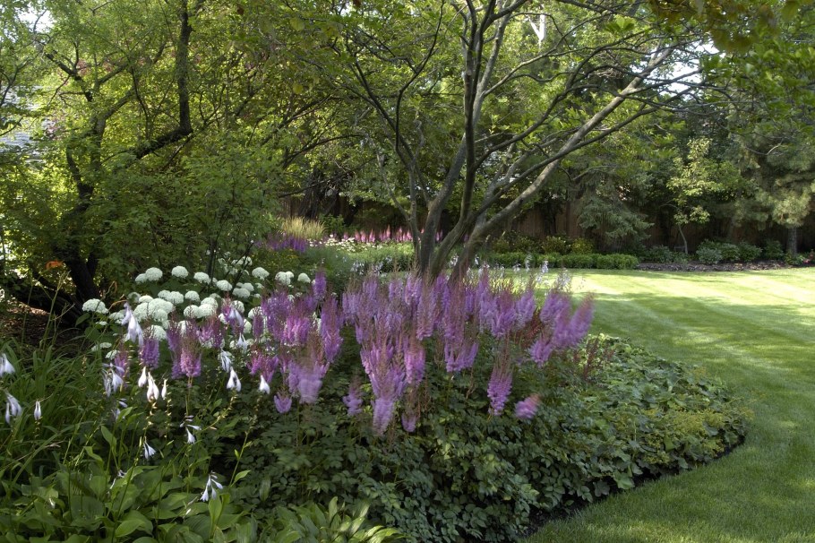 Астильба в теневом цветнике