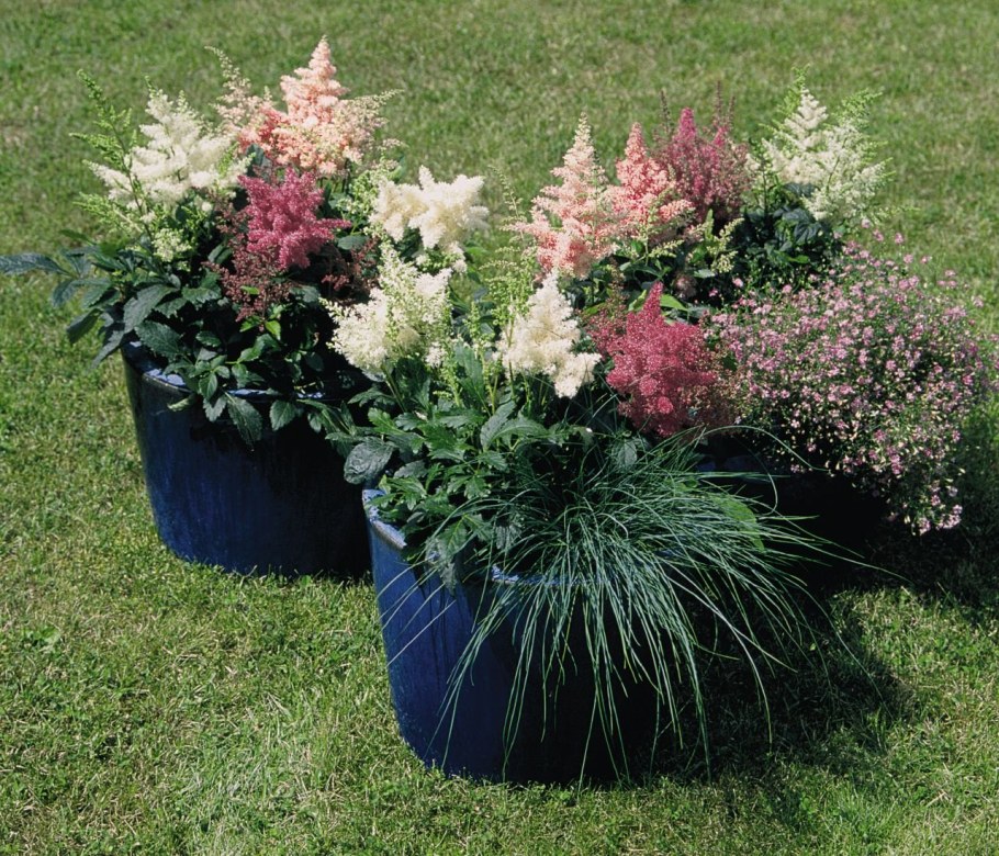 Астильба и целозия