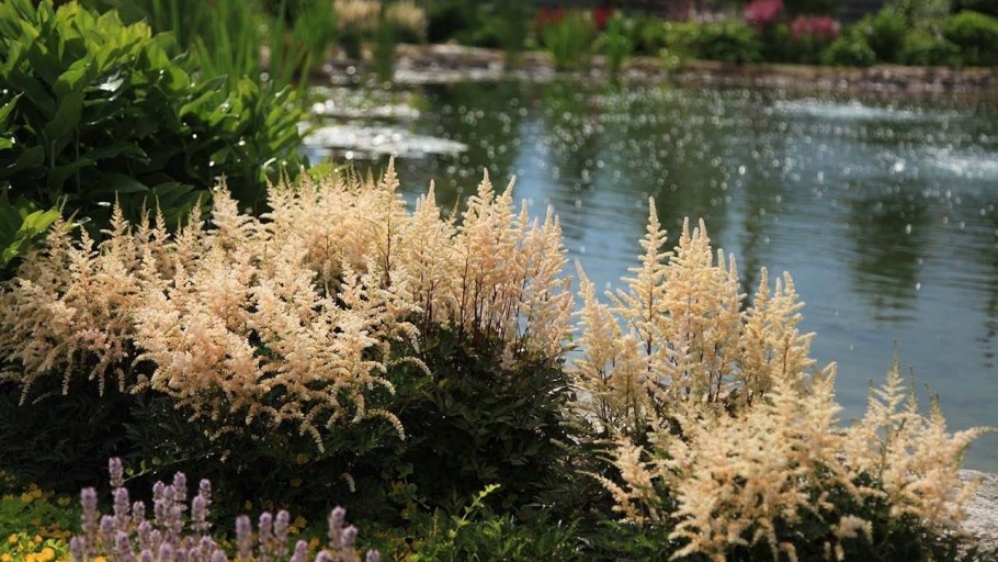 Астильба Тунберга