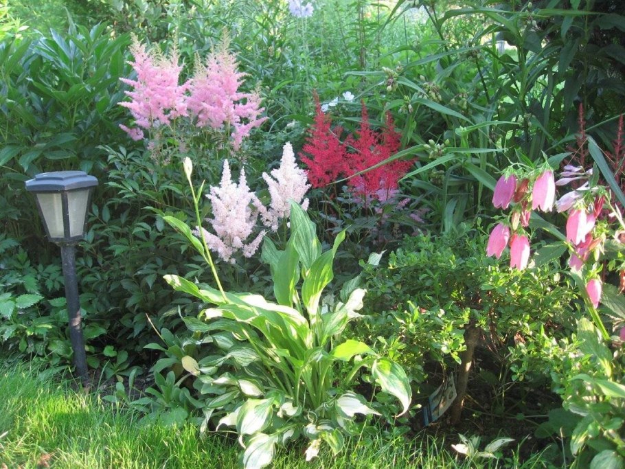 Волжанка с астильбой