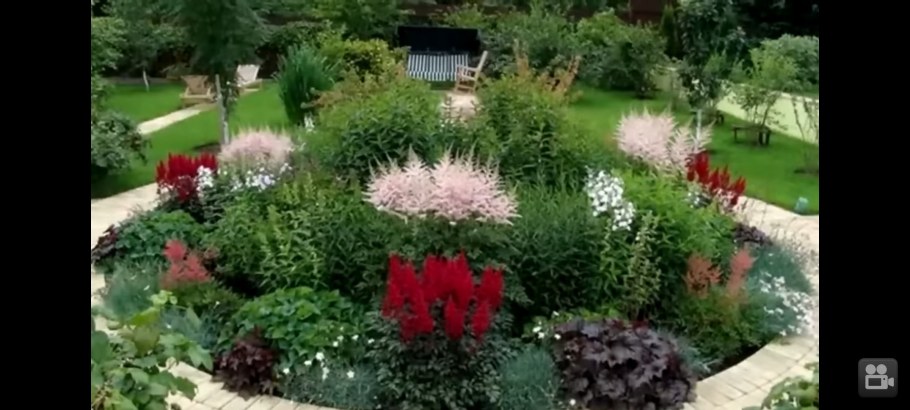 Астильба рабатка