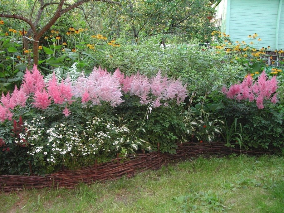 Астильба Betsy Cuperus