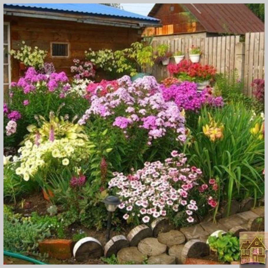 Флоксы многолетние на клумбе