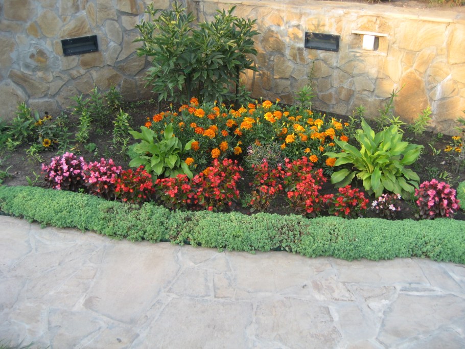 Бордюрные многолетники низкорослые