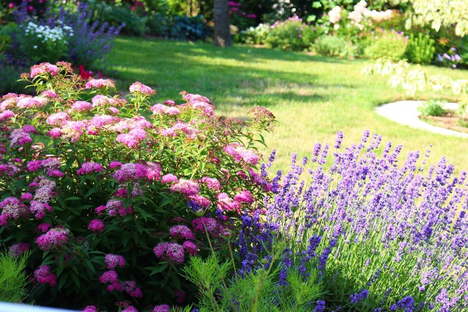 Спирея японская Широбана изгородь