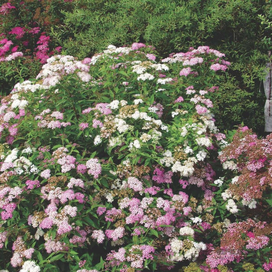 Спирея Генпей Широбана