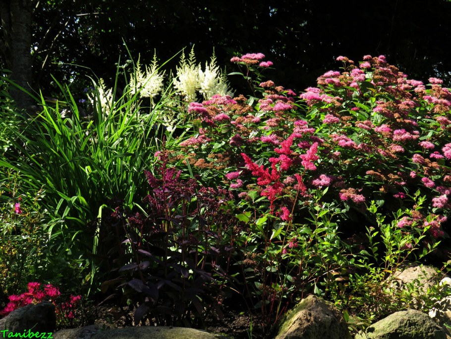 Спирея Широбана