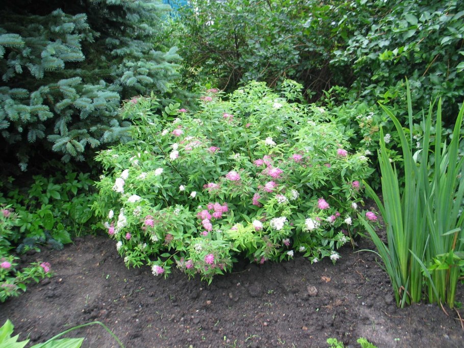 Спирея японская Genpei (Дженпей)