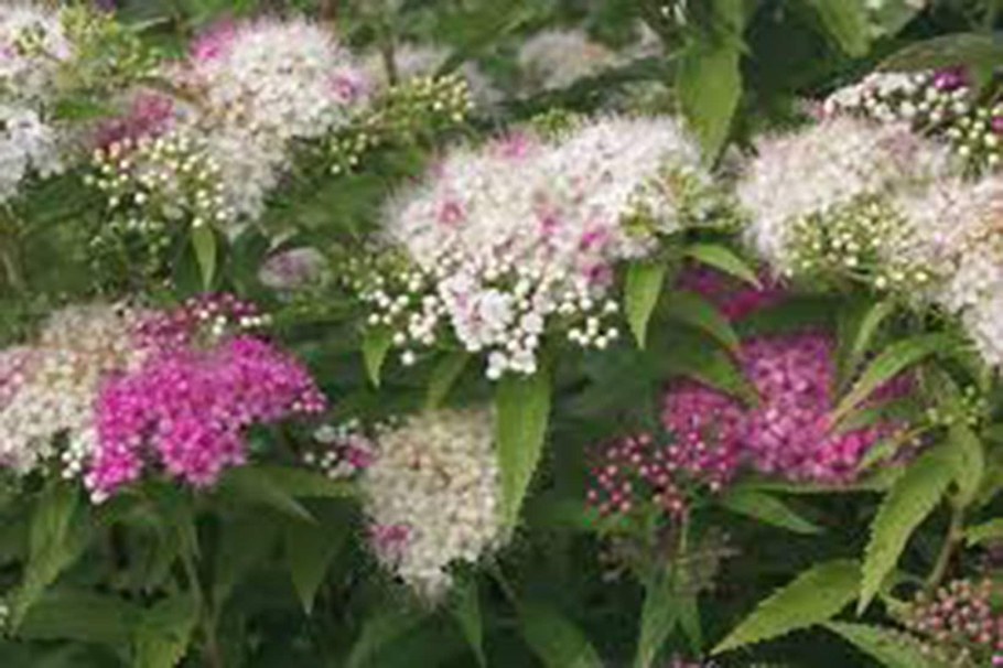 Спирея японская 'Genpei'