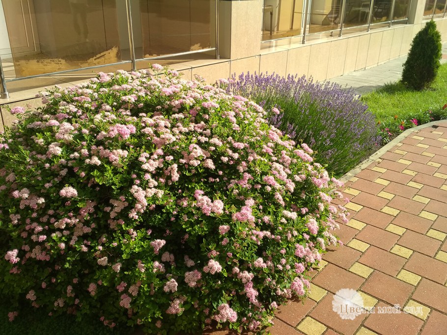 Спирея Сандроп