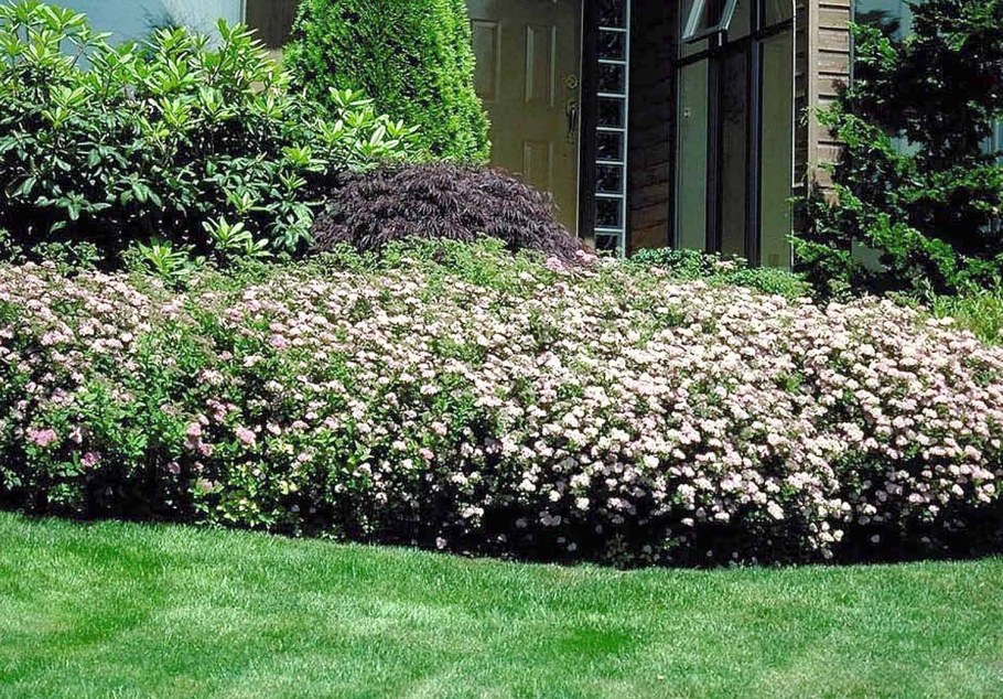 Спирея японская Широбана