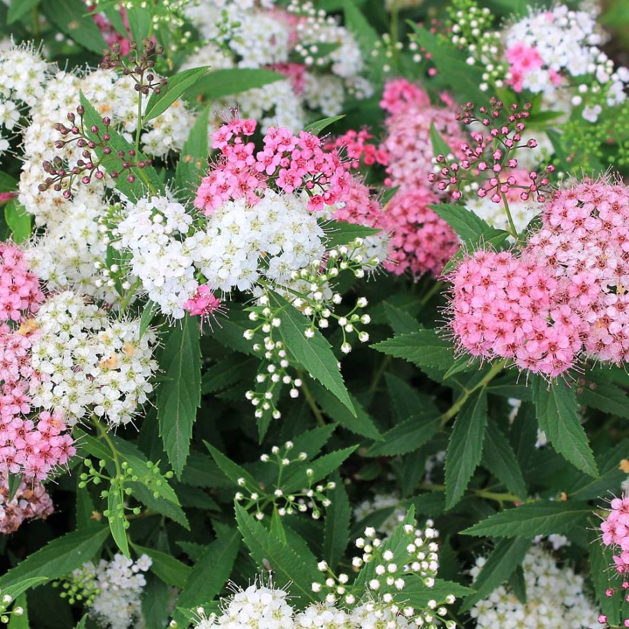 Спирея японская 'Genpei'