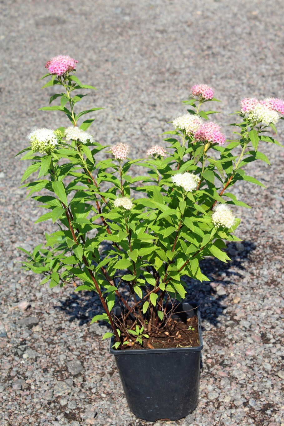 Спирея японская Широбана