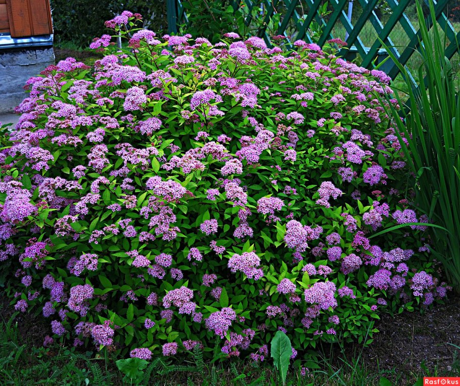 Спирея японская Ватерер