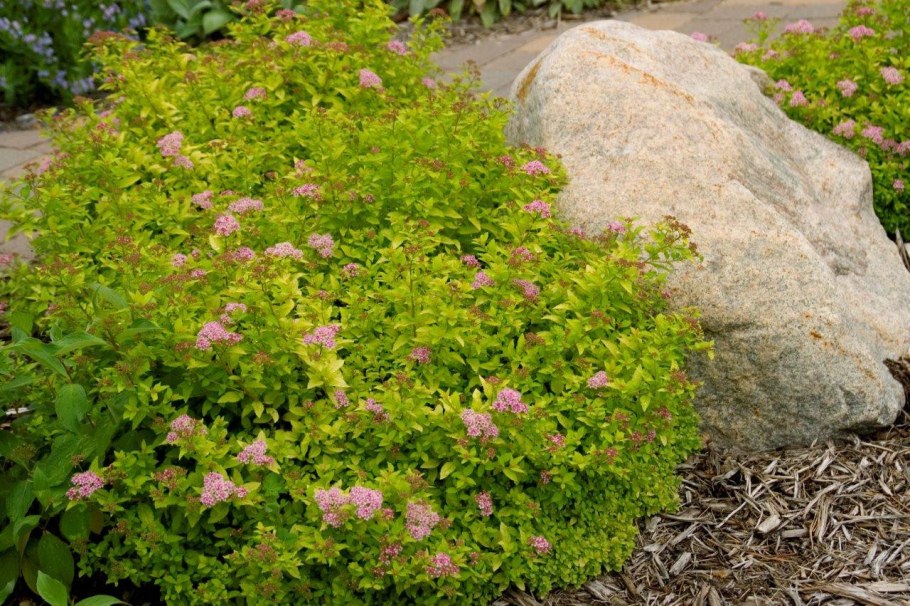 Спирея японская краснолистная