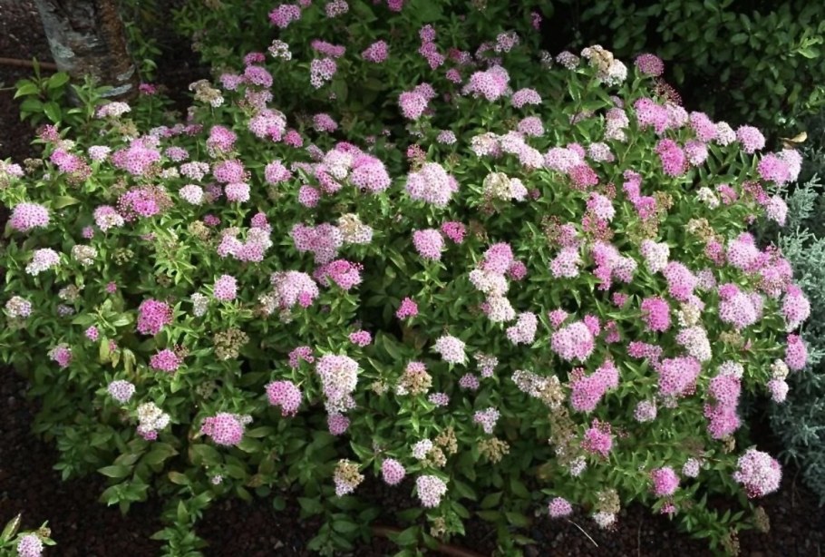 Японская спирея шарабана