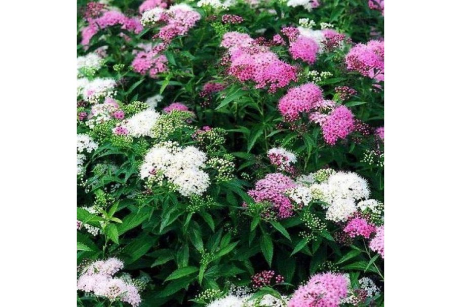 Спирея сорт Широбана